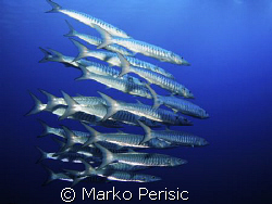 In the blue Blackfin Barracuda (sphyraena qenie). South E... by Marko Perisic 